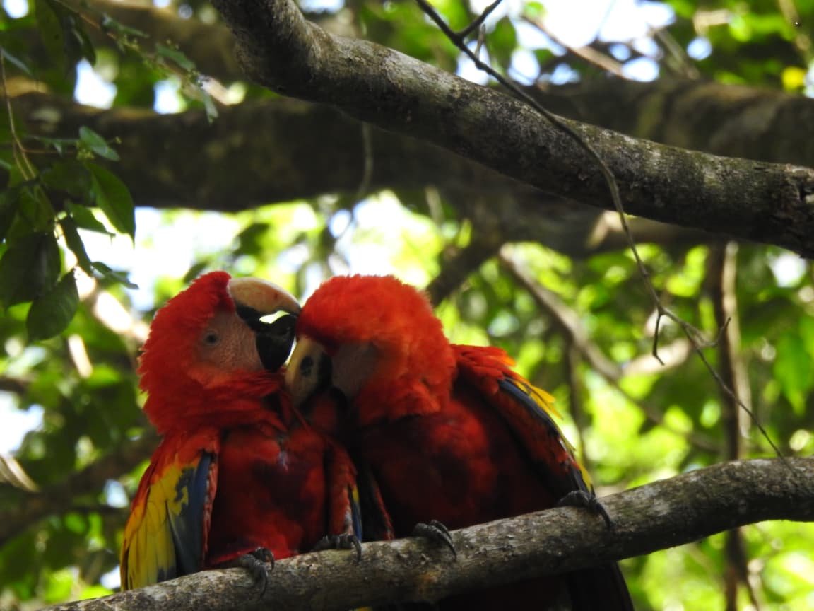 Pareja de Guacamayas Rojas acicalándose