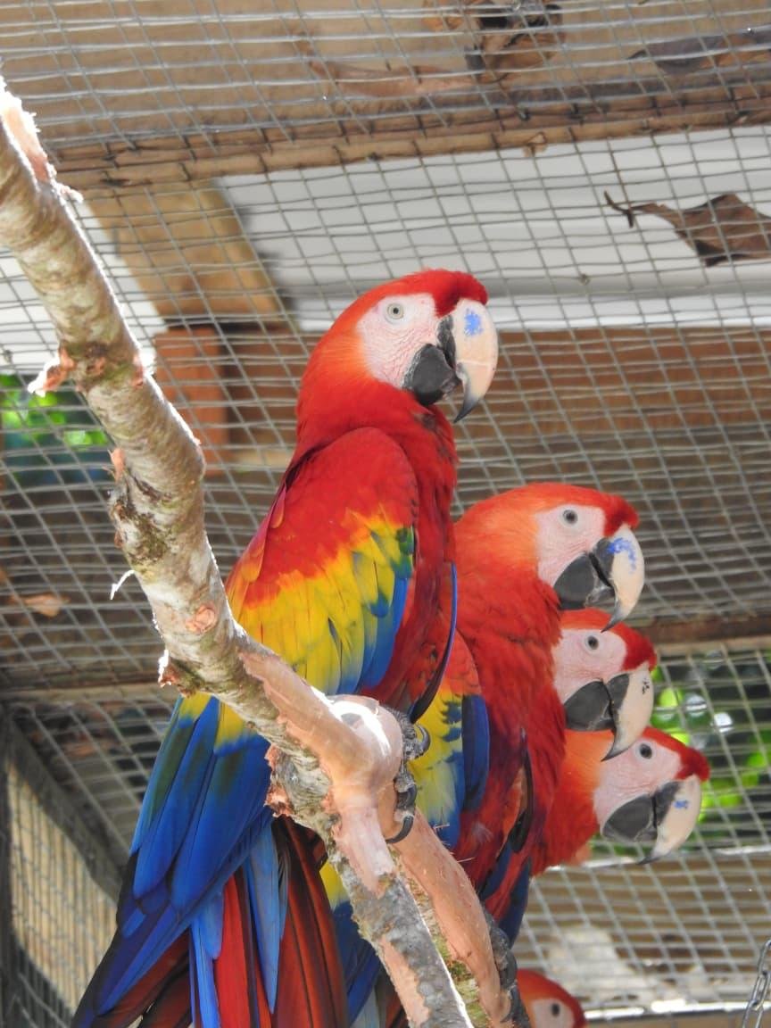 Cuatro Guacamayas Rojas posadas en una rama