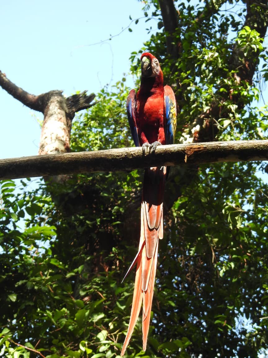 Guacamaya Roja de cuerpo completo sobre una rama