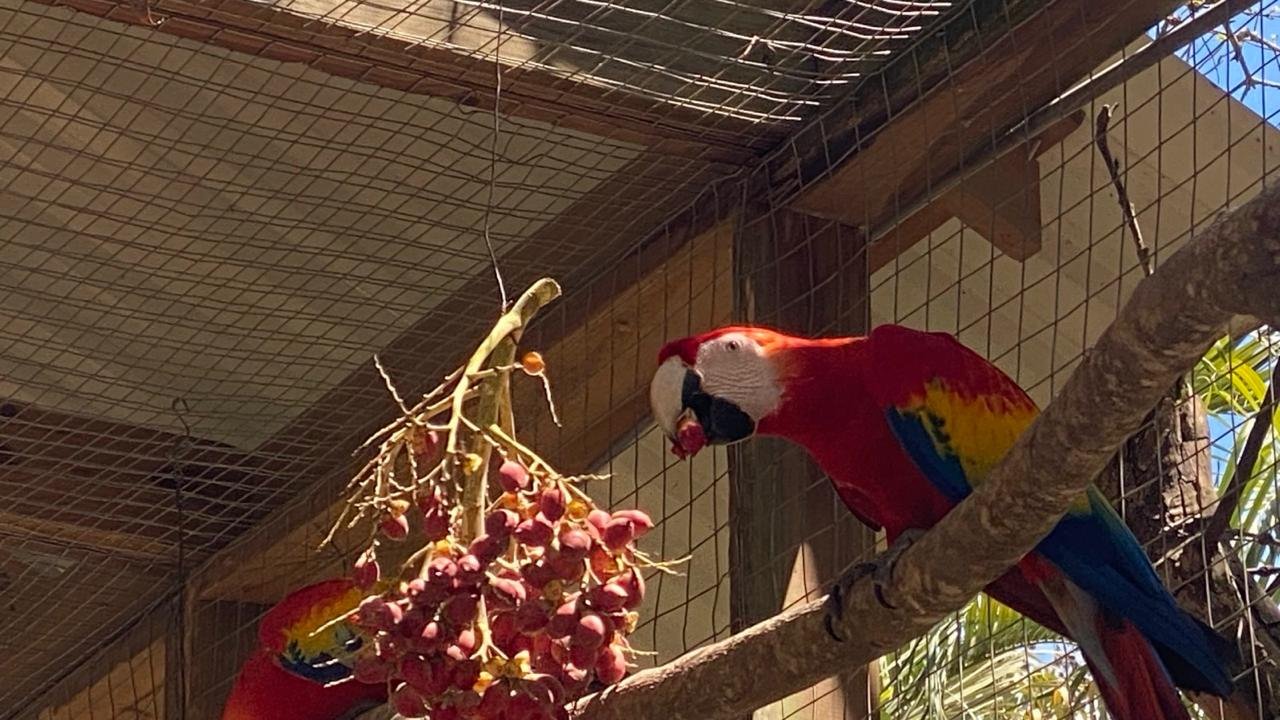 Guacamaya Roja alimentándose de frutos