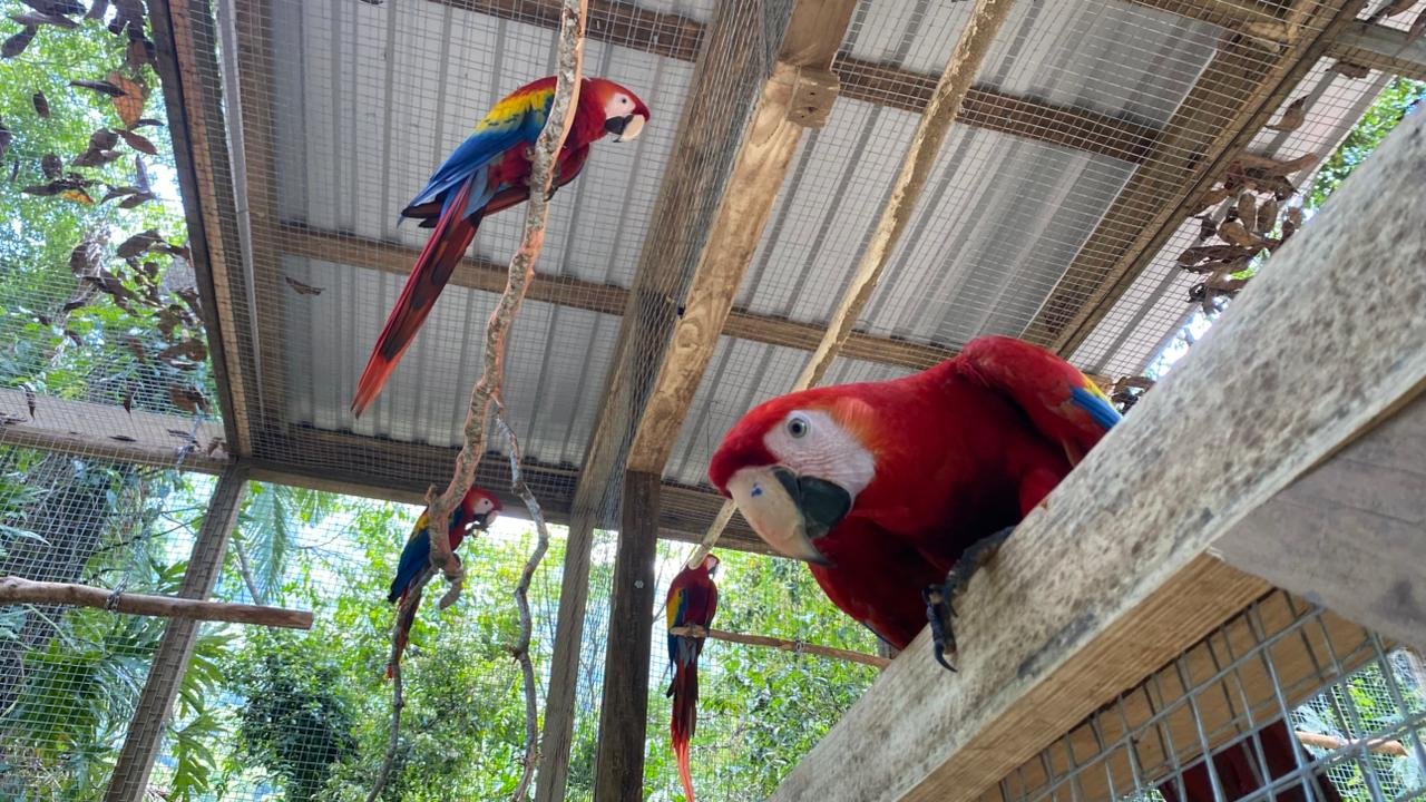 Varias Guacamayas Rojas posadas juntas