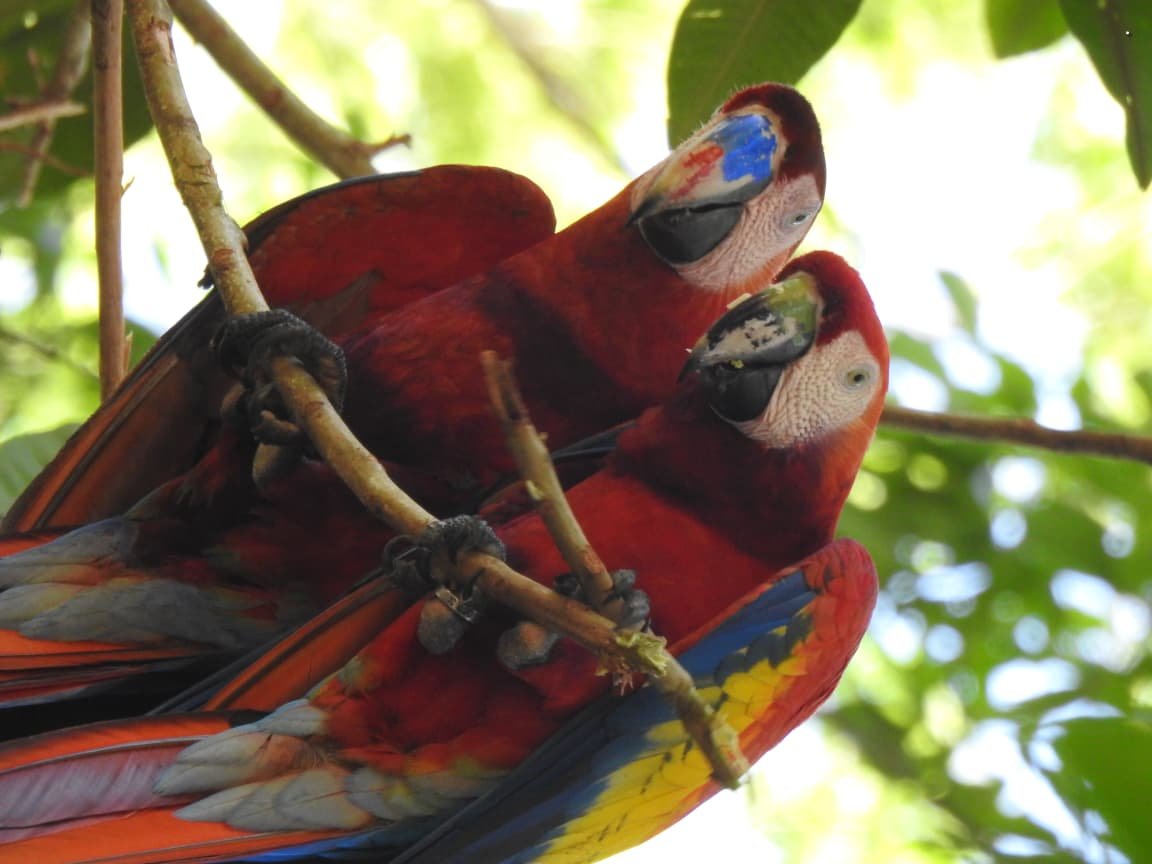 Dos Guacamayas Rojas entre el follaje