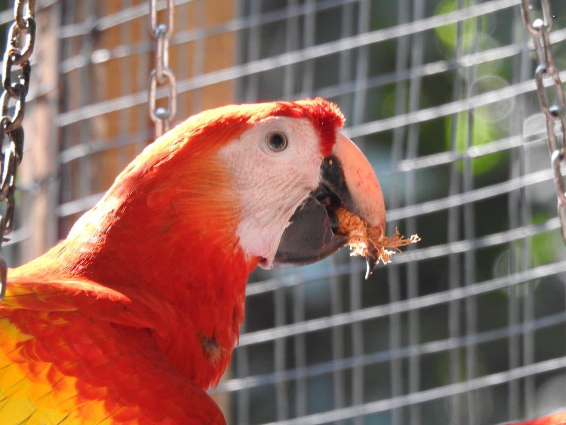 Primer plano de una Guacamaya Roja (Ara macao)